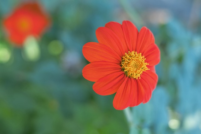 英冠伯恩利VS谢周三预测分析：伯恩利右边锋归队，阵容非常健康！.